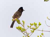 Bulbul à ventre rouge Pycnonotus cafer