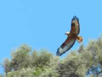 Buse féroce Buteo rufinus