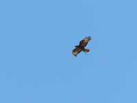 Buse féroce Buteo rufinus