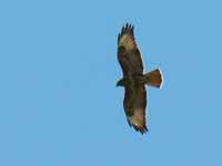 Buse féroce Buteo rufinus