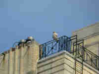 Buse à queue rousse Buteo jamaicensis