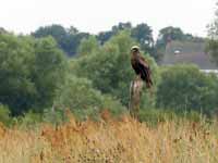 Busard des roseaux Circus aeruginosus