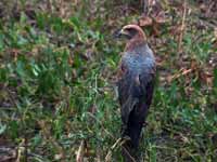 Buse roussâtre Buteogallus meridionalis