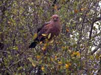 Buse roussâtre Buteogallus meridionalis