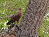 Buse roussâtre Buteogallus meridionalis