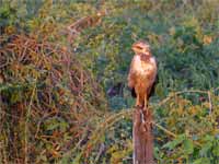 Buse roussâtre Buteogallus meridionalis