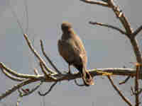 Busautour des sauterelles Butastur rufipennis