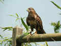 Buse variable Buteo buteo