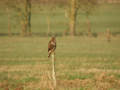 Buse variable Buteo buteo