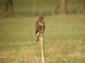 Buse variable Buteo buteo