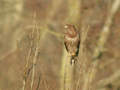 Buse variable Buteo buteo