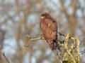 Buse variable Buteo buteo