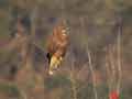 Buse variable Buteo buteo