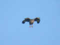 Buse variable Buteo buteo