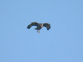 Buse variable Buteo buteo