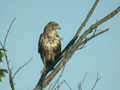 Buse variable Buteo buteo