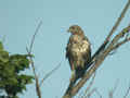 Buse variable Buteo buteo