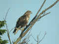 Buse variable Buteo buteo