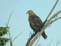 Buse variable Buteo buteo