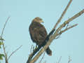 Buse variable Buteo buteo