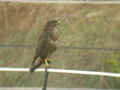 Buse variable Buteo buteo