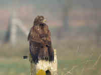 Buse variable Buteo buteo