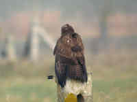 Buse variable Buteo buteo