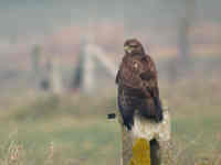 Buse variable Buteo buteo