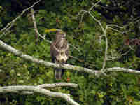 Buse variable Buteo buteo