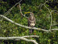 Buse variable Buteo buteo