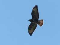 Buse variable Buteo buteo