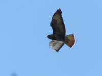 Buse variable Buteo buteo