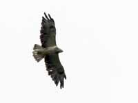 Buse variable Buteo buteo