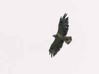 Buse variable Buteo buteo