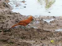 Cacholote uni Pseudoseisura unirufa