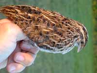Caille des blés Coturnix coturnix
