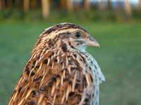 Caille des blés Coturnix coturnix