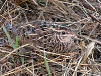 Caille des blés Coturnix coturnix