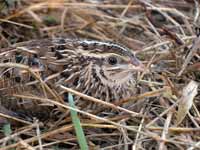 Caille des blés Coturnix coturnix