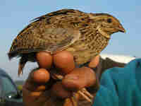 Caille du Japon Coturnix japonica