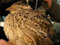 Caille du Japon Coturnix japonica