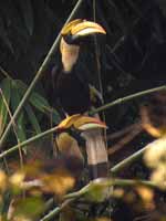 Calao bicorne Buceros bicornis