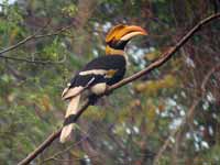 Calao bicorne Buceros bicornis