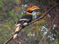 Calao bicorne Buceros bicornis