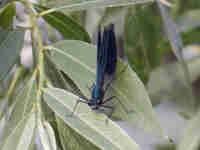 Caloptéryx éclatant (Calopteryx splendens)