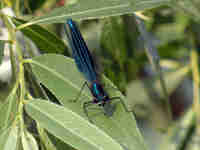 Caloptéryx éclatant (Calopteryx splendens)