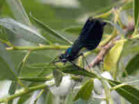 Caloptéryx éclatant (Calopteryx splendens)