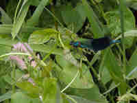 Caloptéryx éclatant (Calopteryx splendens)