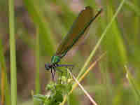 Caloptéryx éclatant (Calopteryx splendens)