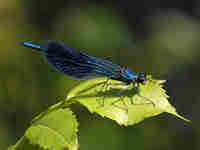 Caloptéryx éclatant (Calopteryx splendens)